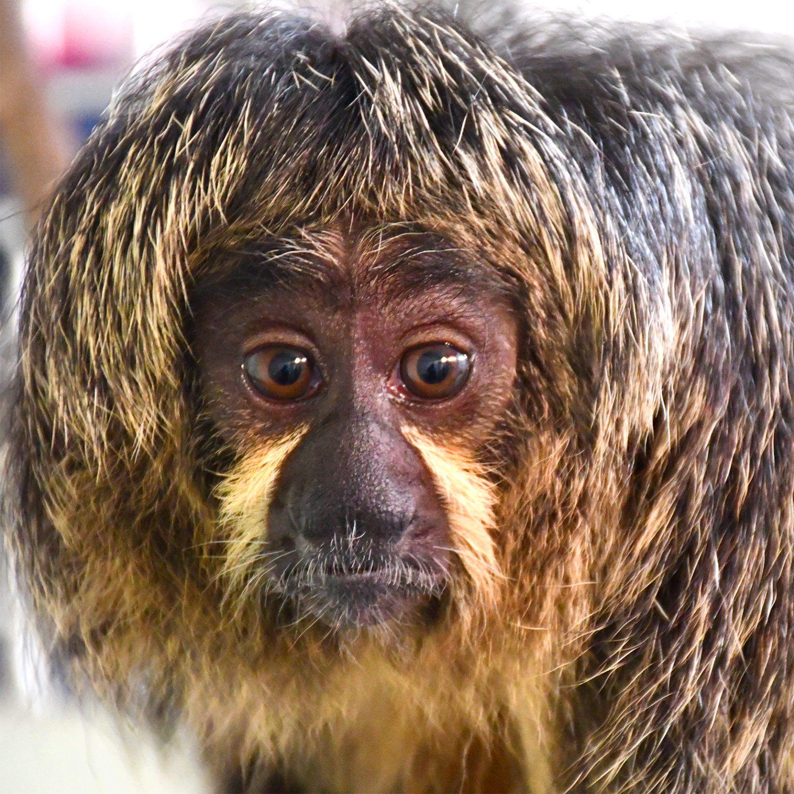 White-faced Saki | Akron Zoo